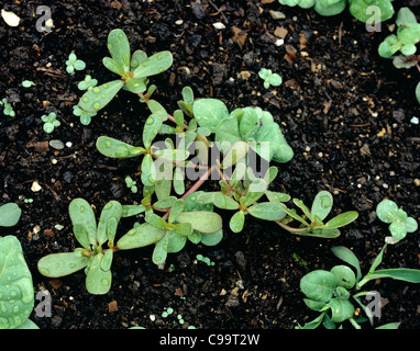 Portulak (Portulaca Oleraceae) junge Pflanze mit anderen Unkräutern in Ackerland Saatbett Stockfoto