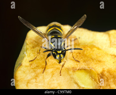 Gemeinsame europäische Wespe (Vespula Vulgaris) auf Apfel gegessen Stockfoto