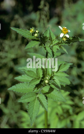 Blühende spanischen Nadel oder black Jack (Bidens Pilosa), Kolumbien Stockfoto