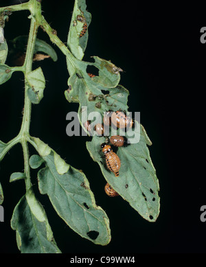 Frisch geschlüpfte Colorado (Leptinotarsa Decemlineata) Larven des Käfers auf einem Tomaten-Blatt Stockfoto