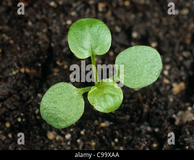 Stiefmütterchen Johnny Jumpup oder wilde Stiefmütterchen (Viola Tricolor) Keimblätter & zwei echte Blätter bilden Stockfoto