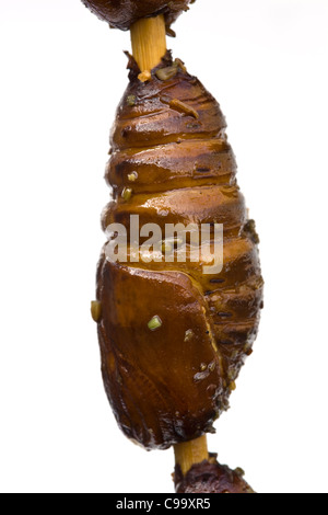 Gekochte Seidenraupenlarven auf dem Wangfujing Street Food Night Market Peking China - ein Beispiel für die seltsamen oder seltsamen Speisen, die von Menschen gegessen werden Stockfoto