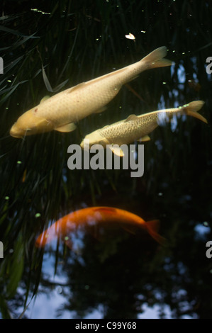 Deutschland, Hessen, Frankfurt, Cyprinus Carpio Fische im Gartenteich Stockfoto