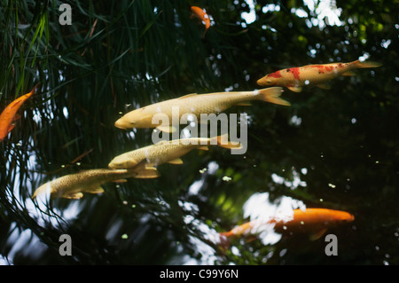 Deutschland, Hessen, Frankfurt, Cyprinus Carpio Fische im Gartenteich Stockfoto