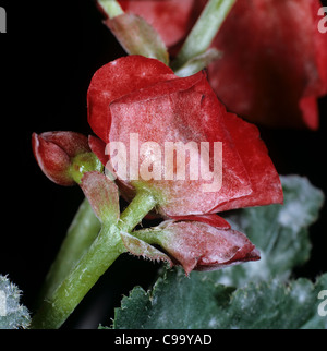 Mehltau (Microsphaera begoniae) auf den Blättern und Blüten der Begonia Stockfoto