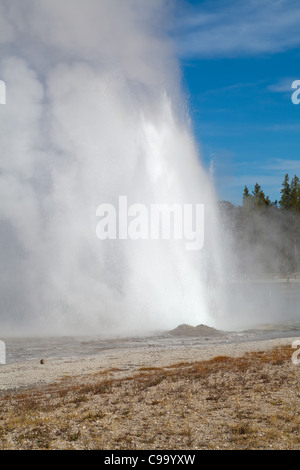 Daisy-Geysir ist im oberen Geysir-Becken des Yellowstone National Park in Wyoming.  Es bricht alle 2-4 Stunden und erreicht eine Höhe von 75 Fuß.  Es ist eines der berechenbarer Geysire im Park. Stockfoto