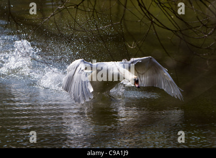 Höckerschwan (Cygnus Olor) quer über die Oberfläche des Wassers Stockfoto