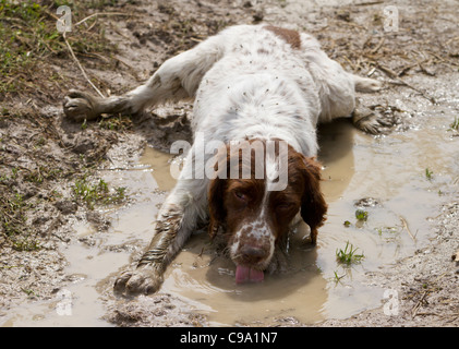 Englisch Springer Spaniel gespreizt in einer schlammigen Pfütze trinken Stockfoto