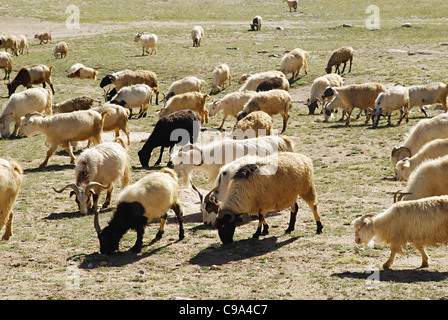 Gruppe von Ziegen auf die Gebirgsketten Himalaya, Ladakh, Jammu & Kaschmir Zustand, Indien. Stockfoto