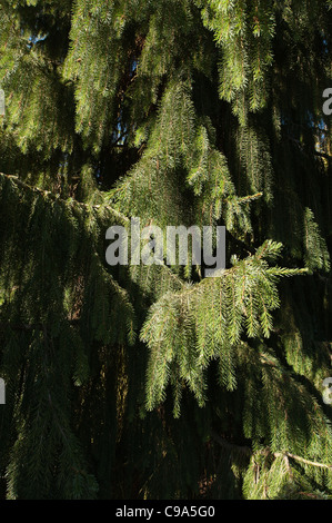 Brauer Fichte Picea Breweriana gilt als einer der attraktivsten Nadelbäume in der Welt Stockfoto