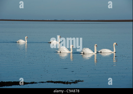 Mute Swan Familie auf Holy Island Sands, Lindisfarne, Northumberland, England. Stockfoto