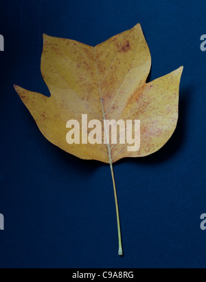 Tulpenbaum, Liriodendron Tulipifera, Blatt im Herbst Stockfoto