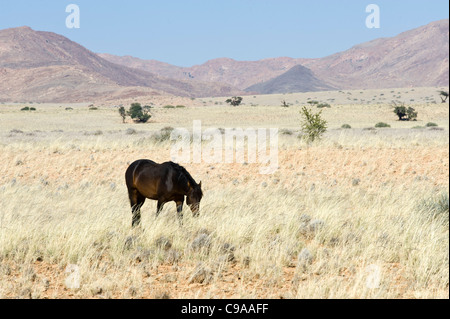 Wilde Pferde, wilde Pferde der Namib-Wüste Karas Region Namibias Stockfoto