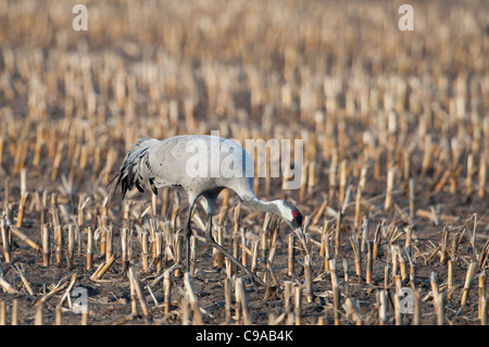 Europäischer Kranich Grus Grus, europäischen Kraniche Stockfoto