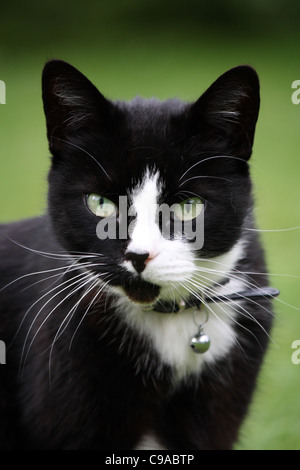 Ein Smoking Katze starrte direkt in die Kamera. Stockfoto