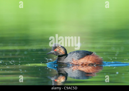 Schwarzhalstaucher, Podiceps Nigricollis, Schwarzhalstaucher Stockfoto
