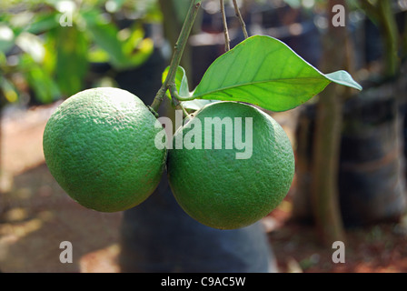 Citrus Aurantium Linn, saure Orange, Idlimbu Stockfoto