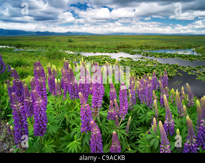 Lupine und Wolken in den Klamath Marsh National Wildlife Refuge, Oregon Stockfoto