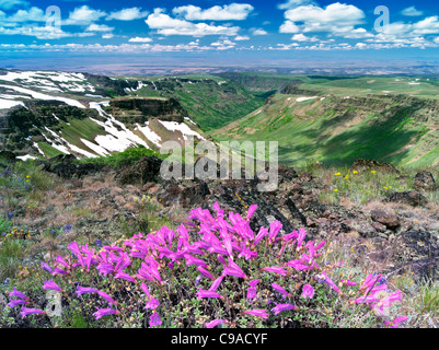 Penstemon und wenig Blitzen Gorge. Steens Mountain Wilderness, Oregon Stockfoto