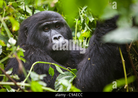 Berggorillas im Bwindi Impenetrable National Park in Süd-West-Uganda. Stockfoto