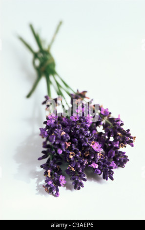 frisch gepflückt Bündel von Lavendel Lavandula Angustifolia Hidcote Sommer Blume Kraut Duft Strauch blau violett Blatt Laub grau Stockfoto