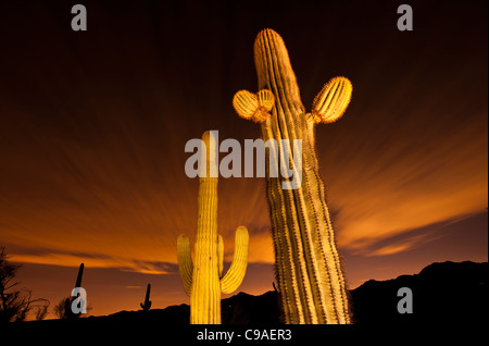 Die Saguaro (/ Səˈwɑroʊ /; wissenschaftlicher Name Carnegiea Gigantea) ist eine große, Baum-sized Kakteenarten in der Sonora-Wüste. Stockfoto