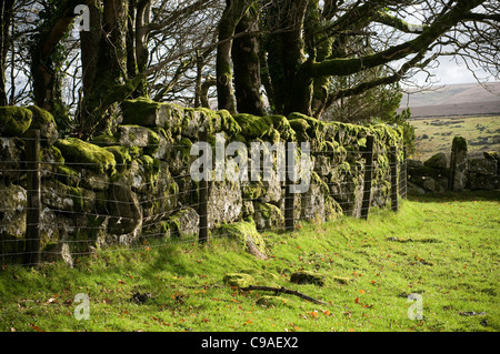 Steinmauer in West Dart Valley Dartmoor Devon, Moos bedeckt Granitwand, die Schrift ist an der Wand, gegen It/die Wand Stockfoto