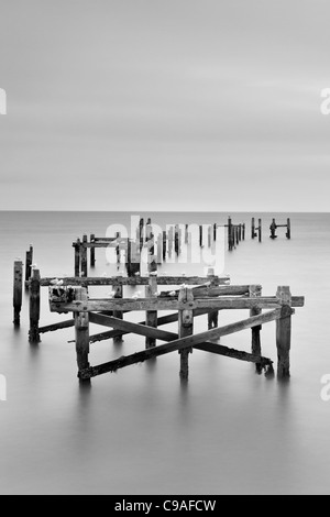 Möwen thront auf dem alten hölzernen Pier die Fäulnis entfernt ist Stockfoto