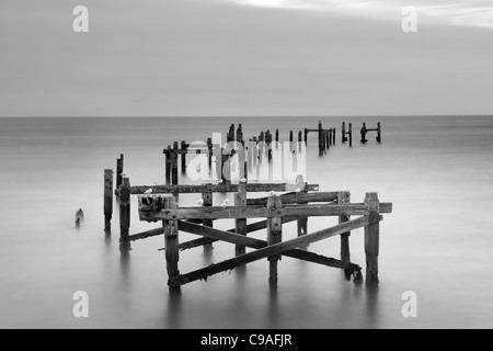 Möwen thront auf dem alten hölzernen Pier die Fäulnis entfernt ist Stockfoto