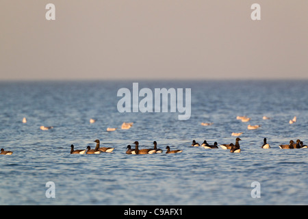 Herde von Brent Gänse Branta Bernicla an der Mündung der Themse aus Seasalter, in der Nähe von Whitstable, Kent, UK. Stockfoto