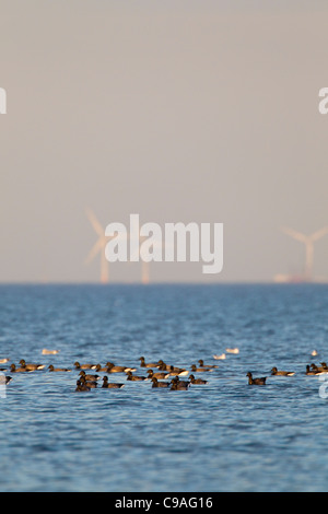 Herde von Brent Gänse Branta Bernicla an der Mündung der Themse aus Seasalter, in der Nähe von Whitstable, Kent, UK. Windpark im Hintergrund. Stockfoto