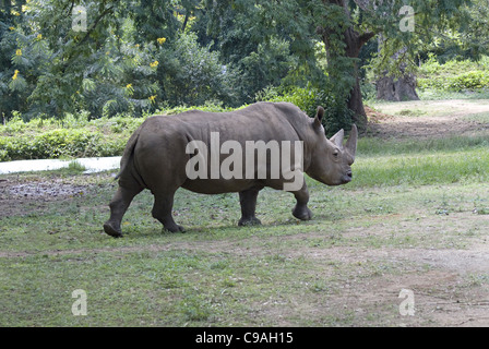 Ein gehörnter Rhino in Mysore Zoo Stockfoto