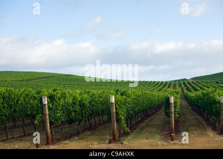 Weinberg in der renommierten Pipers River Wein Region. Pipers River, Tasmanien, Australien Stockfoto