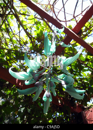 Blühende Jade Rebe (Strongylodon Macrobotrys) Overhead Spalier am Flecker Botanic Gardens, Cairns, Queensland, Australien Stockfoto