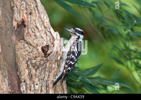 Downy Woodpecker, Picoides pubescens oder Dryobates pubescens, kleinste Specht in Nordamerika. Stockfoto