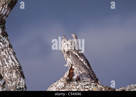 Ost-Kreischeule, Megascops Asio, am Block Creek Naturraum, in Zentral-Texas. Stockfoto