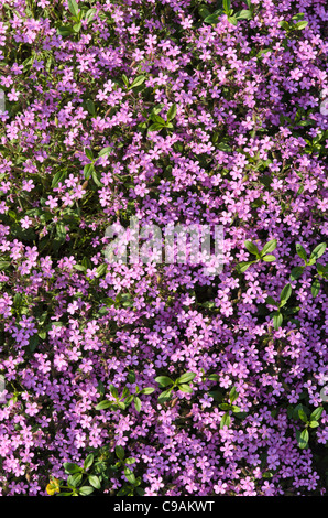 Rock soapwort (Saponaria ocymoides) Stockfoto