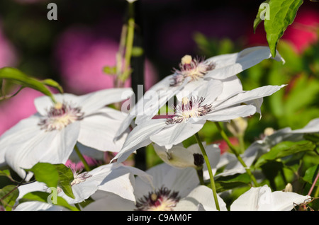 Clematis (Clematis miss Bateman) Stockfoto