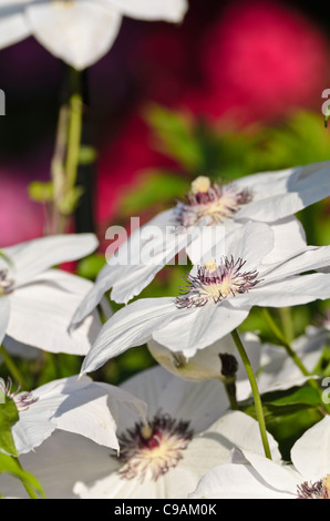 Clematis (Clematis miss Bateman) Stockfoto