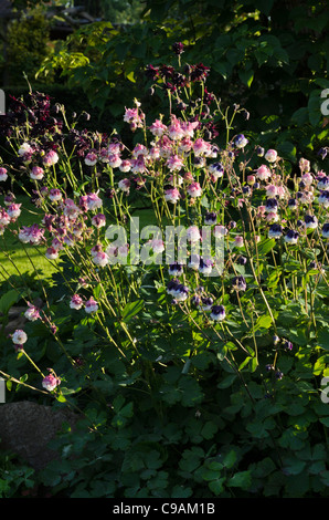 Europäische Akelei (Aquilegia vulgaris 'Großmutters Garten') Stockfoto