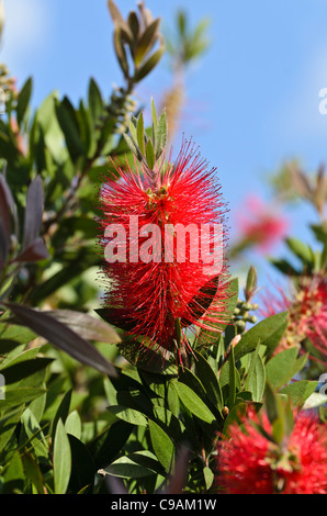 Callistemon bottlebrush () Stockfoto