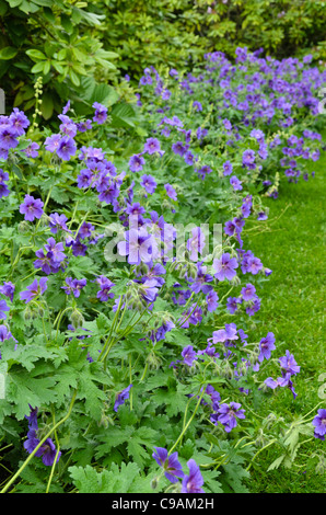 (Geranium x magnificum cranesbill) Stockfoto