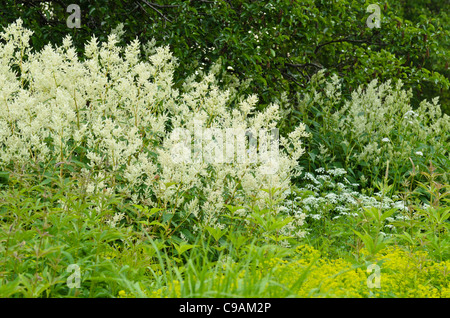 Alpine Knöterich (aconogonon Alpinum syn. polygonum alpinum) Stockfoto
