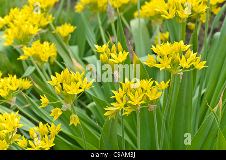 Lily Lauch (Allium moly) Stockfoto