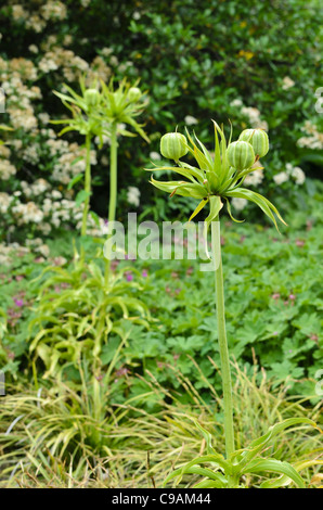 Kaiserkrone (fritillaria imperialis) Stockfoto