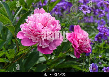 Chinesische Pfingstrose (Paeonia lactiflora 'Holbein") Stockfoto