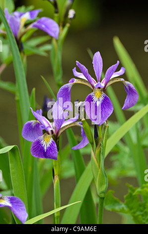 Verschieden farbige Iris (Iris versicolor) Stockfoto