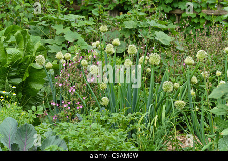 Winterheckenzwiebel (Allium fistulosum) Stockfoto