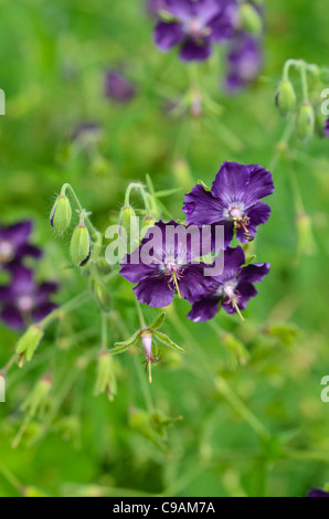 Altrosa Storchschnabel (Geranium Phaeum "Lily Lovell") Stockfoto