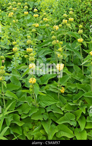 Jerusalem Salbei (phlomis russeliana) Stockfoto